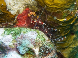 IBAnded Coral Shrimp and Christmas Tree Worms MG 7350